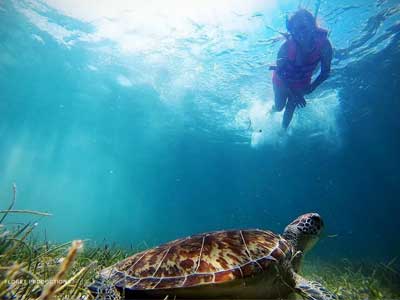 Akumal Transportation